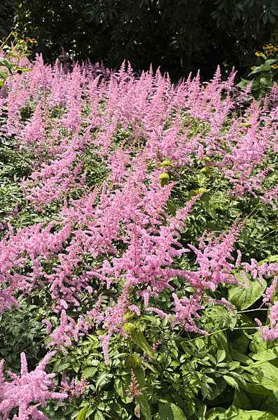 498227 - Astilbe des jardins (Astilbe x arendsii)