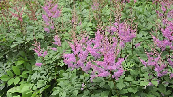 509222 - Astilbe des jardins (Astilbe x arendsii)