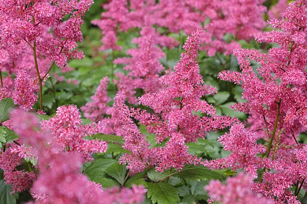 473322 - Astilbe des jardins (Astilbe x arendsii 'Granat')