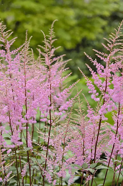 521443 - Astilbe des jardins (Astilbe x arendsii 'Reine des Lacs')