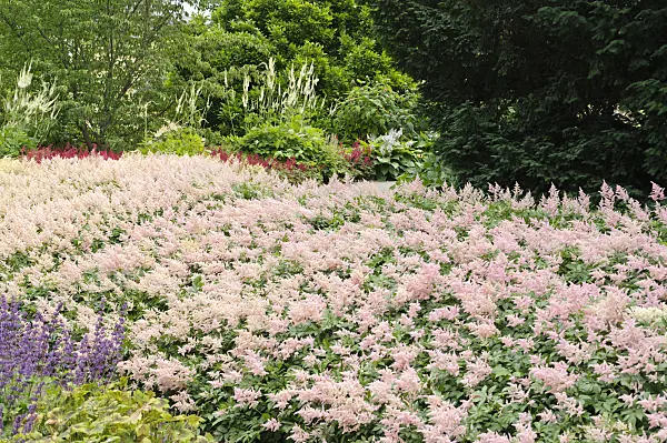 486047 - Astilbes (Astilbe) and black cohosh (Cimicifuga racemosa syn. Actaea racemosa)