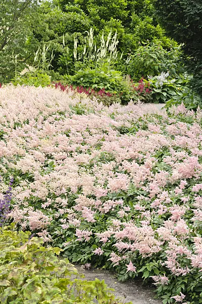 486048 - Astilbes (Astilbe) et cimicifuge à grappe (Cimicifuga racemosa syn. Actaea racemosa)