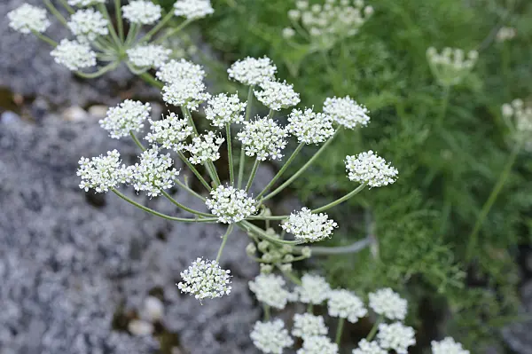 472132 - Athamante de Crète (Athamanta cretensis)