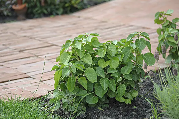 607056 - Atlantic ivy (Hedera hibernica 'Arbori Compact')
