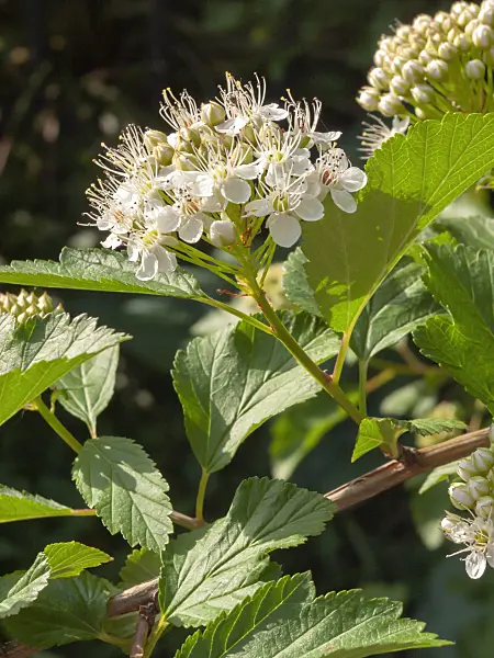 401259 - Atlantic ninebark (Physocarpus opulifolius)