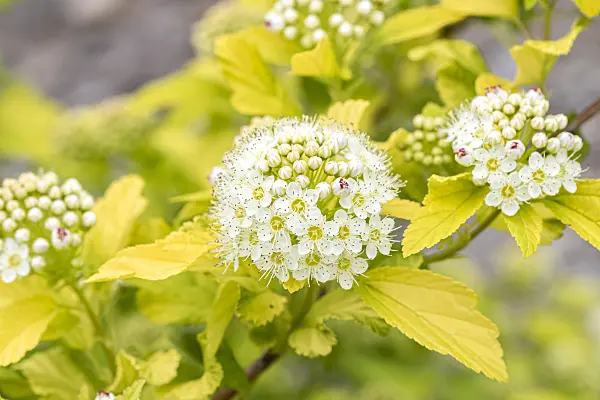 638180 - Atlantic ninebark (Physocarpus opulifolius 'Dart's Gold')
