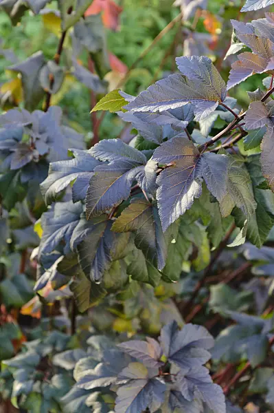476023 - Atlantic ninebark (Physocarpus opulifolius 'Diabolo')