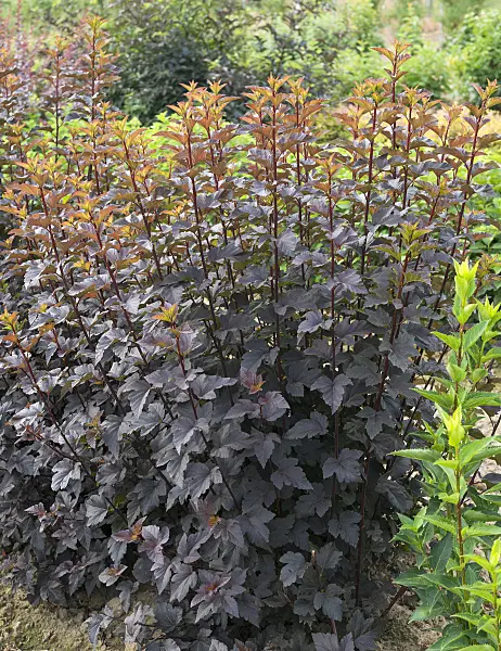 625306 - Atlantic ninebark (Physocarpus opulifolius 'Diabolo')