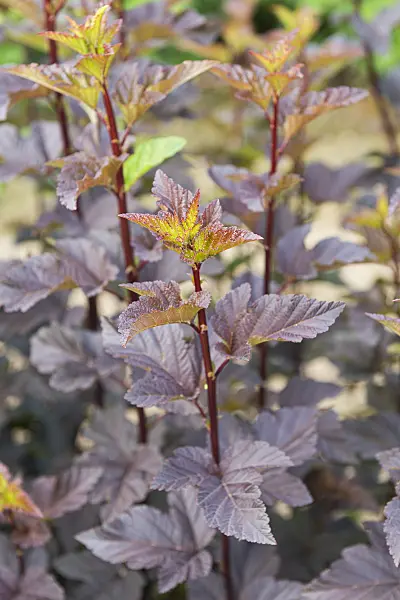 625307 - Atlantic ninebark (Physocarpus opulifolius 'Diabolo')