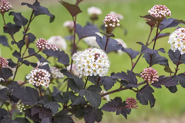 625308 - Atlantic ninebark (Physocarpus opulifolius 'Diabolo')