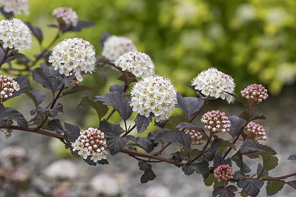 625309 - Atlantic ninebark (Physocarpus opulifolius 'Diabolo')