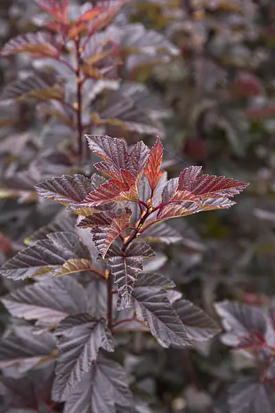 651430 - Atlantic ninebark (Physocarpus opulifolius 'Little Devil')