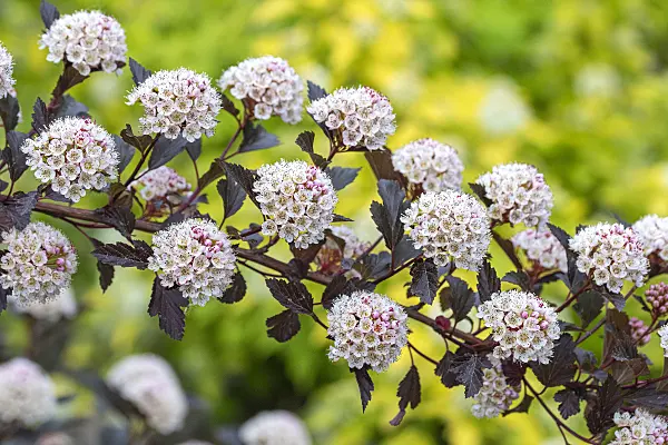 616437 - Atlantic ninebark (Physocarpus opulifolius 'Summer Wine')