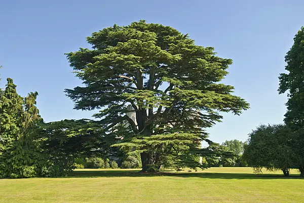 517260 - Atlas cedar (Cedrus atlantica)