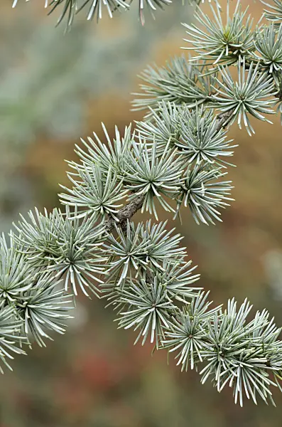 526024 - Atlas cedar (Cedrus atlantica 'Glauca')