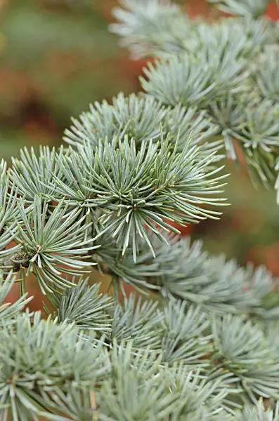 526025 - Atlas cedar (Cedrus atlantica 'Glauca')