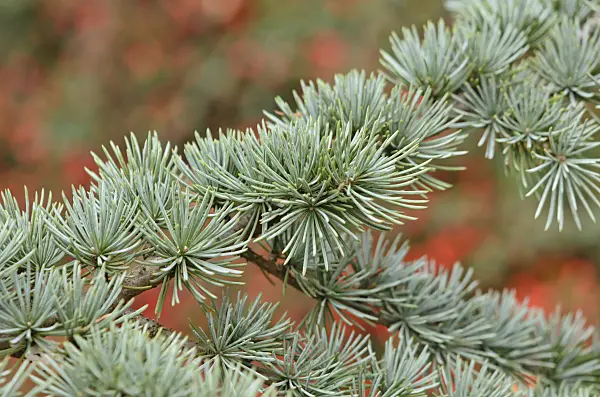 526026 - Atlas cedar (Cedrus atlantica 'Glauca')