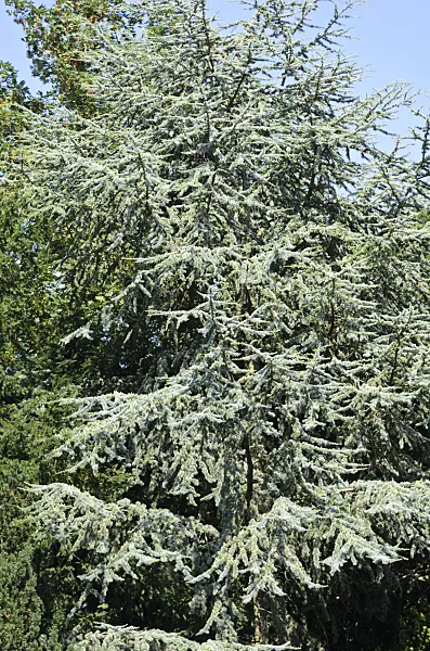534433 - Atlas cedar (Cedrus atlantica 'Glauca')