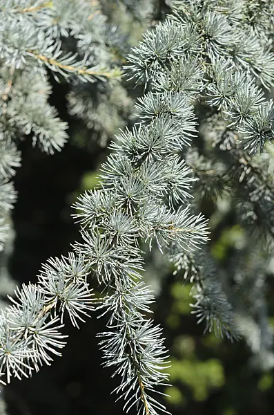 534434 - Atlas cedar (Cedrus atlantica 'Glauca')