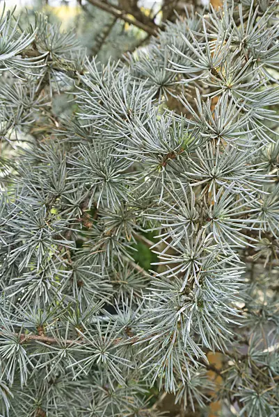 542002 - Atlas cedar (Cedrus atlantica 'Glauca')