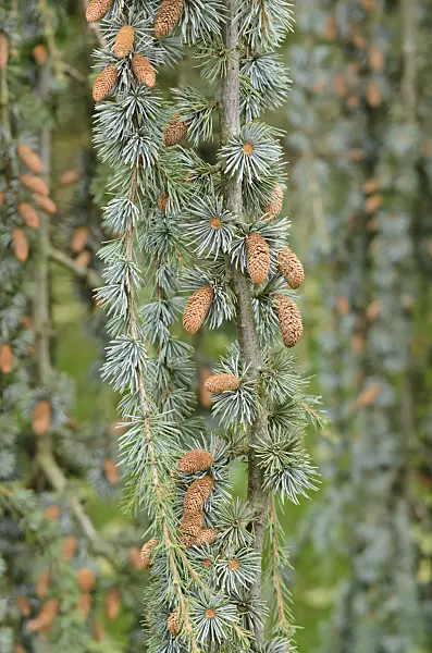 549153 - Atlas cedar (Cedrus atlantica 'Glauca Pendula')