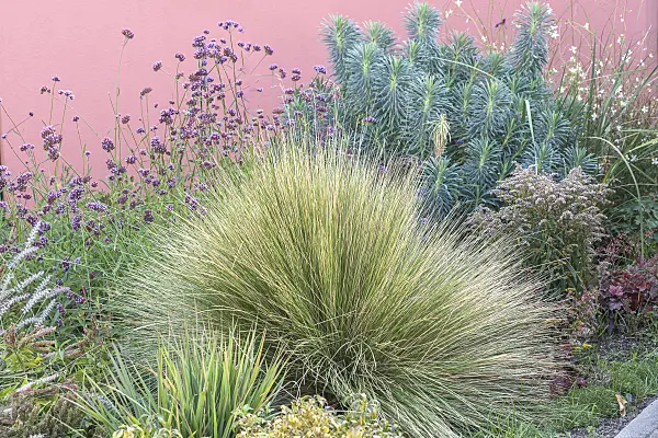 638101 - Atlas fescue (Festuca mairei)