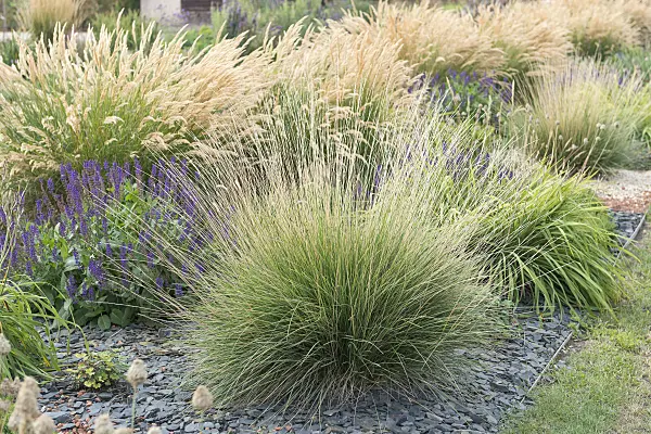 651270 - Atlas fescue (Festuca mairei)
