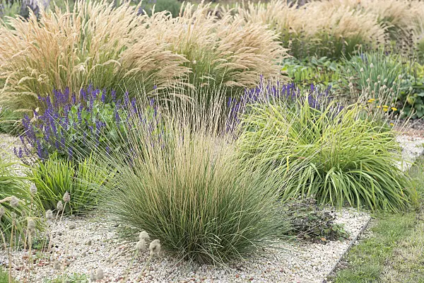 651271 - Atlas fescue (Festuca mairei)