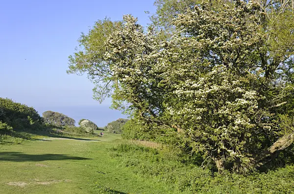 533374 - Aubépine à un style (Crataegus monogyna), Beachy Head, parc national de South Downs, Grande-Bretagne