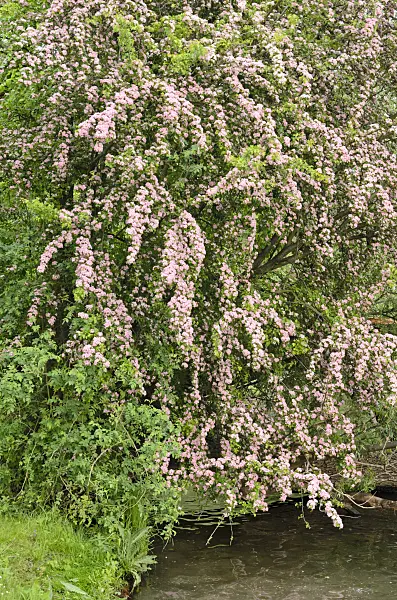 544129 - Aubépine à un style (Crataegus monogyna 'Rosea')