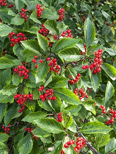 441033 - Aubépine (Crataegus succulenta)