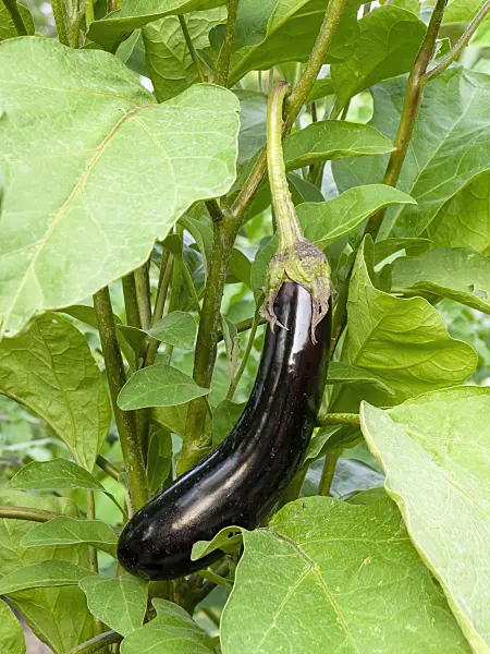 440004 - Aubergine (Solanum melongena)