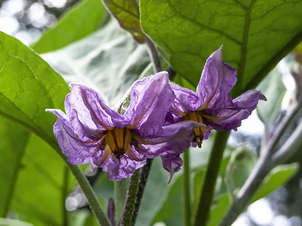451076 - Aubergine (Solanum melongena)