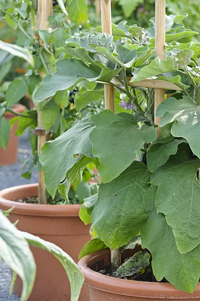 474483 - Aubergine (Solanum melongena)