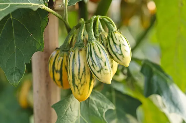 476061 - Aubergine (Solanum melongena 'Striped Toga')