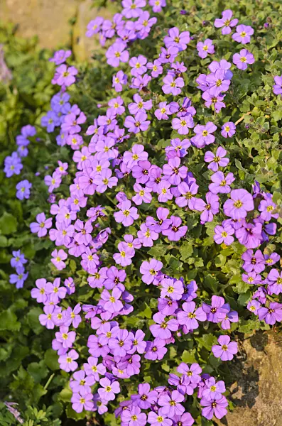 531007 - Aubrieta (Aubrieta)
