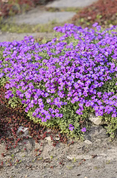 531051 - Aubrieta (Aubrieta)