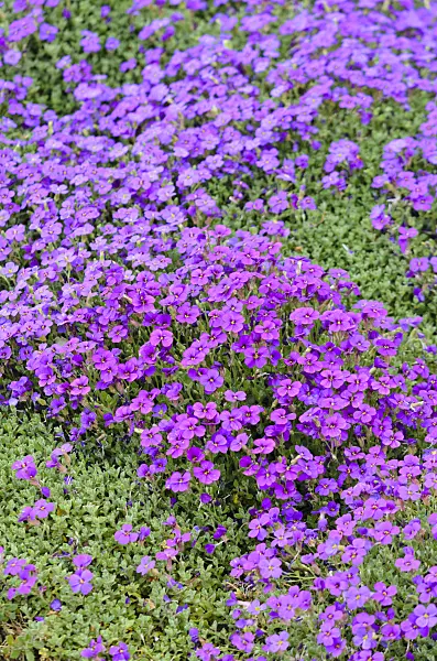 531093 - Aubrieta (Aubrieta)