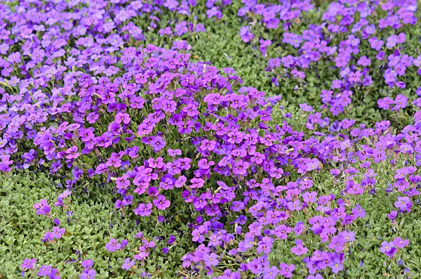 531094 - Aubrieta (Aubrieta)