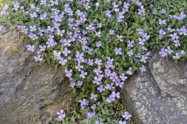 471242 - Aubrieta (Aubrieta columnae subsp. croatica)
