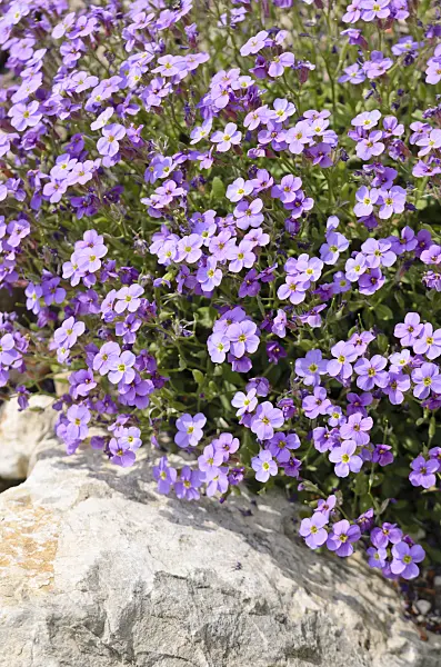 556006 - Aubrieta (Aubrieta pinardii)