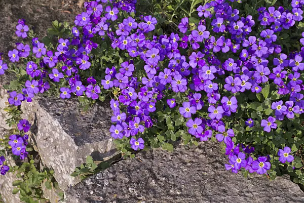 601041 - Aubrieta (Aubrieta x cultorum 'Blue Emperor')
