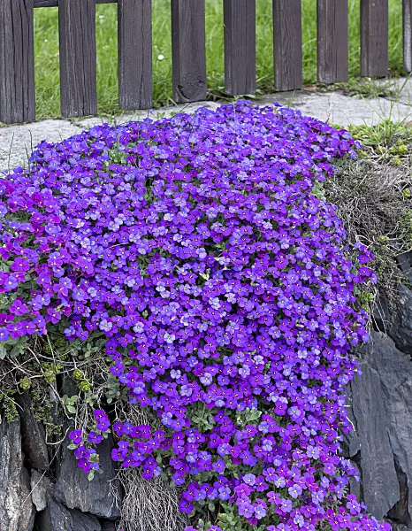 651101 - Aubrieta (Aubrieta x cultorum 'Blue Emperor')