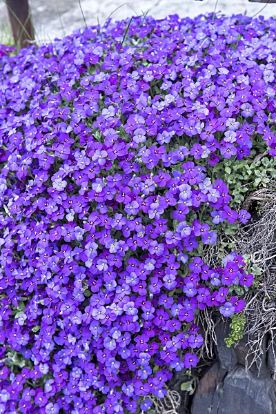 651102 - Aubrieta (Aubrieta x cultorum 'Blue Emperor')