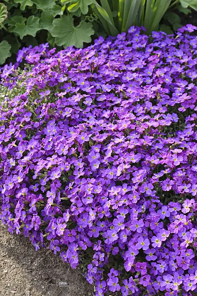 483341 - Aubrieta (Aubrieta x cultorum 'Red Carpet')
