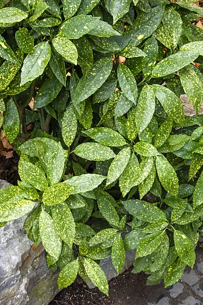 454127 - Aucuba du Japon (Aucuba japonica)