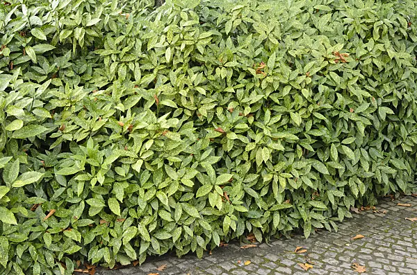 525396 - Aucuba du Japon (Aucuba japonica 'Variegata')