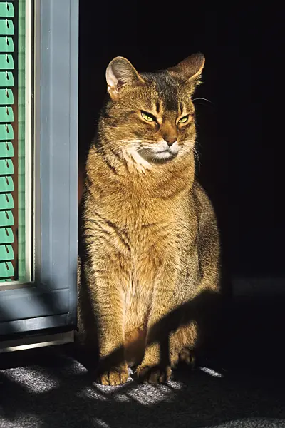 370060 - Aufrecht sitzende, müde Abessinierkatze auf einem sonnigen Fensterbrett