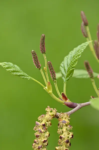 520069 - Aulne (Alnus)