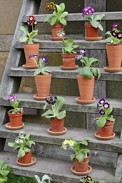 465101 - Auricula (Primula auricula)